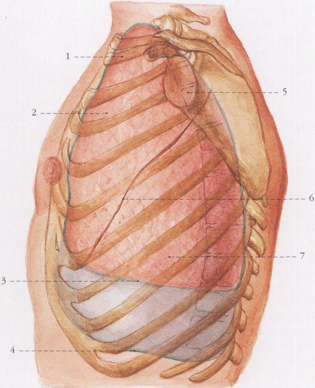 左肺和胸膜的体表投影 (左外侧面观)